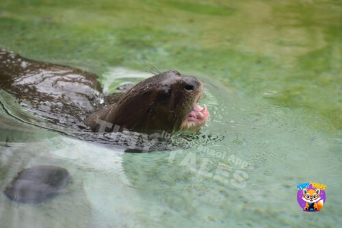 Ollie the Otter Holds On