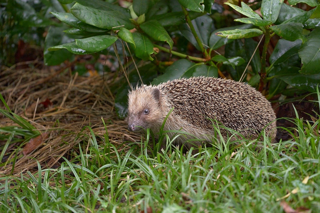 The Hedgehog Who Hid from the Rain
